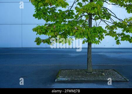 Ein Baum auf dem Vorplatz zum Eingang des Telekom Centers München, ein Ensemble von 10 einheitlichen Hochhäusern an der Ecke Berg-am-Laim-Straße Stockfoto