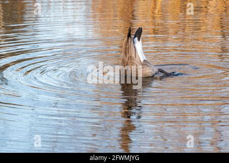 Kanadagans (Branta canadensis), Fütterung auf Teichboden, Frühling, Nordamerika, von Dominique Braud/Dembinsky Photo Assoc Stockfoto