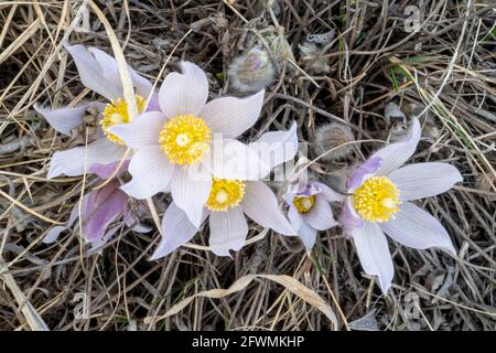 American Pasque Flower (Pulsatilla nuttallianna), Western Minnesota, USA, von Dominique Braud/Dembinsky Photo Assoc Stockfoto