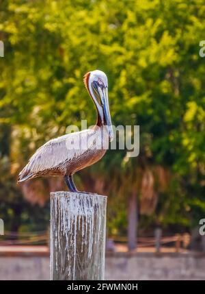 Pelican auf der Post Stockfoto