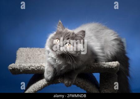 Entzückende langhaarige graue Kätzchen, die auf einem Katzenkratzer sitzen. Stockfoto