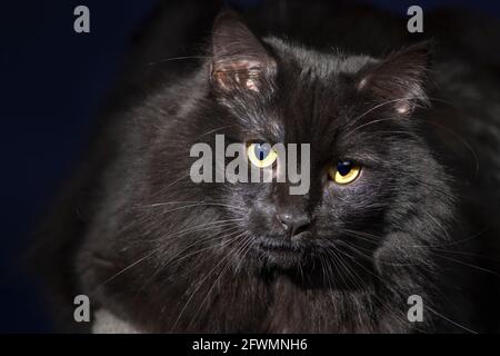 Liebenswert süß Nahaufnahme Porträt einer langhaarigen schwarzen Katze. Stockfoto