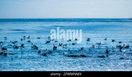 Seevögel an den Ufern der Landzunge Round Hill, Bustard Bay, Seventeen Seventy, Gladstone Region, Queensland, Australien Stockfoto