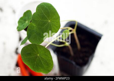 Transplantierte Sämlinge in Tassen stehen auf der Fensterbank Stockfoto