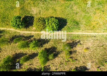 Luftaufnahmen eine unbefestigte Straße in der Mitte eines FIR Forest Fr Stockfoto