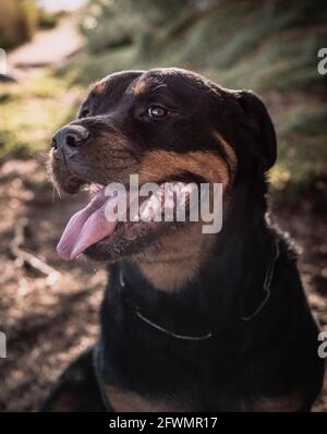 Weibchen Rottweiler genießt einen Herbsttag Stockfoto