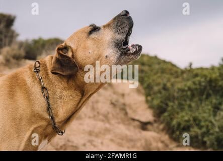 Alte und braune uruguayische cimarron Rasse Hund genießen einen sonnigen Tag im Stockfoto