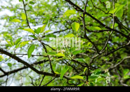 Apfelblüten bilden sich auf einem Apfelbaum Stockfoto