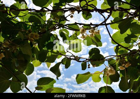 Im Schatten der Kiwi-Rebe mit Blumen und Blau Himmel im Hintergrund an einem sonnigen Frühlingstag in einem Garten Stockfoto