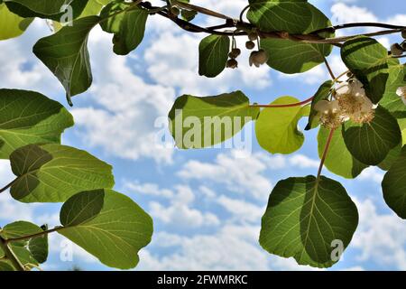 Kiwi-Rebe mit frischen Blättern und Blumen und blauem Himmel Mit weißen, flauschigen Wolken im Hintergrund an einem sonnigen Frühling Tag im Garten Stockfoto