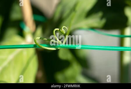 Klettererbsenranken, die in einer Spirale um Gartendraht gewickelt sind. Makro der Zuckererbsenpflanze, die nach Unterstützung streut. Die Mast-Erbsenpflanze begann früh spr Stockfoto