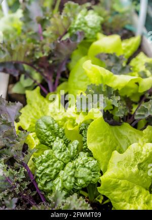 Gemüse-Pflanzgefäß gefüllt mit Salat, Spinat und Grünkohl, bereit zur Ernte. Erhöhte Gartenbeet mit intercropping Pflanzmethode. Urban Gardening in smal Stockfoto