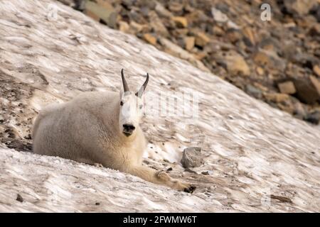 Mountain Goat liegt am Snowy Patch in der Nähe des logan Passes Glacier-Nationalpark Stockfoto