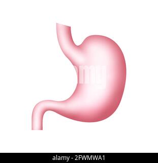Abbildung des Magen-Symbols Magen-Anatomie des Menschen. Pflege von Magenorganen Stock Vektor