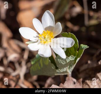 Blutroot, Sanguinaria canadensis, Blume, ein Mitglied der Familie Papaveraceae oder Mohn. Stockfoto