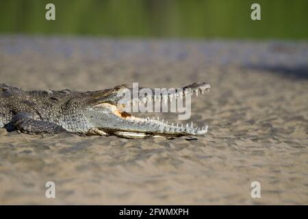 Amerikanisches Krokodil, Crocodylus acutus, mit offenem Mund, der in freier Wildbahn auf einer Sandbank entlang der Pazifikküste Costa Ricas sonnenbaden kann. Stockfoto