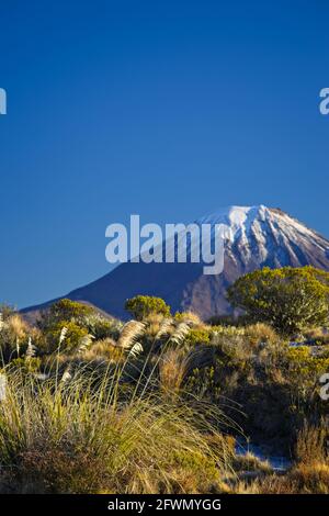 Mount Ngauruhoe im Tongariro National Park , Neuseeland , im Hintergrund mit einheimischer Flora im Vordergrund mit engem Fokus. Stockfoto