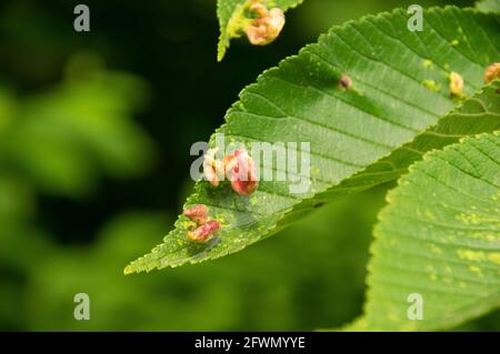 Elm Sack Gall aphid (Tetraneura ulmi) am Blatt entlang des C&O Canal Path, Maryland Stockfoto