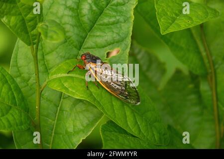 Brood X Cicada (Magicicada), Carderock Recreation Area, MD Stockfoto