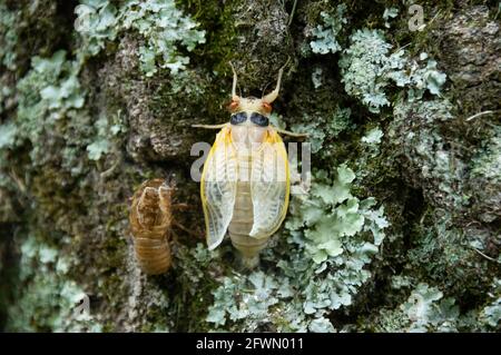 Teneriffa-Brut X Cicada (Magicicada) mit Exoskelett auf Flechten bedeckten Baum, Carderock Recreation Area, MD Stockfoto