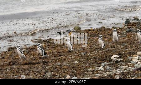 Eine Reihe von Magellanic-Pinguinen, die an einer mit Algen übersäten Küste entlang gehen, Isla Magdalena, Chile Stockfoto