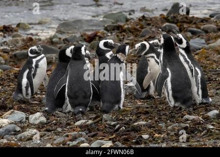 Stand-off, eine Reihe junger Magellanic-Pinguine von Angesicht zu Angesicht, Isla Magdalena, Chile Stockfoto