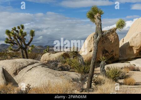 Joshua Tree National Park, CA, USA - 30. Dezember 2012: Namensvetter-Bäume fast auf beigefarbenen Felsbrocken mit Mojave Yucca Kakteen gegen Blausturm ca. Stockfoto