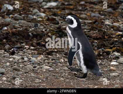 Erwachsener Magellanspinguin (Spheniscus magellanicus) direkt aus dem Wasser, Isla Magdalena, Chile Stockfoto
