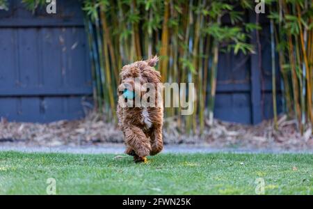 9 Monate alter Rüde Cavoodle Welpe, der mit einem Ball spielt Stockfoto