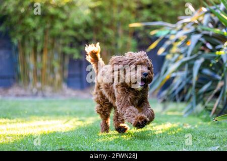 9 Monate alter Rüde Cavoodle Welpe spielt Stockfoto