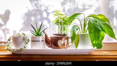 Haus Pflanzen in recycelten Becher und Teekanne in sonnigen Fenster angebaut, recyceln, wiederverwenden, up-Zyklus für nachhaltiges Leben und Gartenarbeit Stockfoto