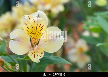 Detailansicht einer goldenen Alstroemeria-Blume, die im Freien blüht Stockfoto