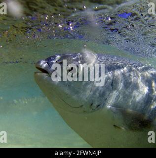 Details von Blaufisch-Kopf unter Wasser, Ned's Beach, Lord Howe Island, NSW, Australien Stockfoto
