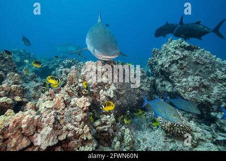 tenorhaie, Galeocerdo cuvier, schwimmen über dem Korallenriff mit blauem Trevally, riesigem Trevally, Racoon Butterflyfish und anderen Rifffischen, Kona, Hawaii, USA Stockfoto