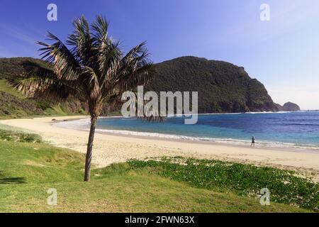 Kentia-Palme und klarer blauer Himmel am Ned's Beach, Lord Howe Island, NSW, Australien. Nein, MR Stockfoto