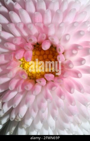 Weiße Blume Blüte Nahaufnahme Bellis perennis L. Familie compositae moderner Hintergrund hohe Qualität große Größe Drucke Stockfoto