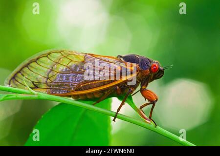 Eine Erwachsene, siebzehn Jahre lang erscheinende Zikade aus der Brut X, wie sie Mitte Mai 2021 entstand. Beachten Sie die leuchtend roten Augen und gelben Akzente. Stockfoto