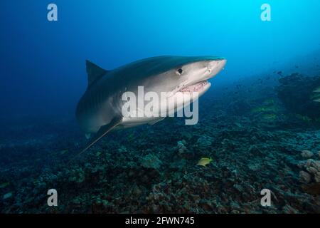 Großer weiblicher Tigerhai, Galeocerdo cuvier, mit schiefen Kieferknochen wahrscheinlich durch Fischinteraktion, Honokohau, Kona, Big Island, Hawaii, USA ( Central Paci Stockfoto