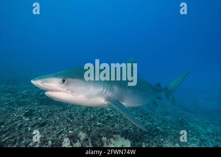 Großer weiblicher Tigerhai, Galeocerdo cuvier, schwimmt über Korallenriff, Honokohau, Kona, Big Island, Hawaii, USA (Zentralpazifischer Ozean) Stockfoto