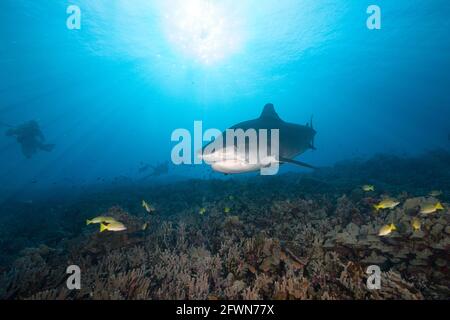 tellerhai, Galeocerdo cuvier und Taucher, Honokohau, Kona, Big Island, Hawaii, USA ( zentraler Pazifischer Ozean ) Stockfoto