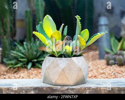 Grüne Sukkulente Pflanze, Kalanchoe Hybrid in geometrischen Betontopf auf tropischen Kaktus Outdoor-Garten Hintergrund. Stockfoto