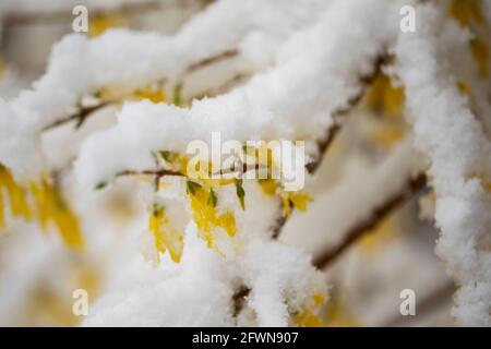 Gelbe Forsythia blüht und ist mit Frühlingsschnee bedeckt in Littleton, Massachusetts, USA. Stockfoto