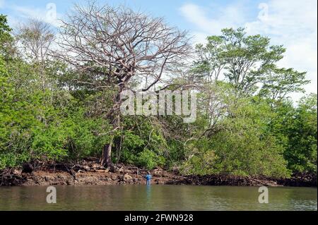 Ein einmunter Fischer am Ufer eines Flusses im Nationalpark von Tamarindo, Costa Rica. Stockfoto