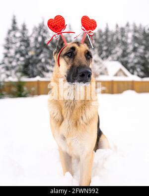 Ein super niedlich und schön Schäferhund trägt ein Valentine Head Band sitzt/legt sich im Schnee mit Schnee Auf ihrer Schnauze, die auf die Kamera schaut Stockfoto