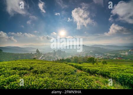 Nachmittagsszene im Tal der Teehügel in der Steppenregion Vietnams. Der Ort bietet viel Tee für das ganze Land Stockfoto