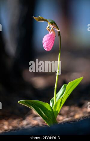 Pink Lady's Slipper Orchid (Cypripedium acaule), die nach kontrolliertem Brennen im Dupont State Recreational Forest, Cedar Mountain in der Nähe von Brevard, North, auftaucht Stockfoto