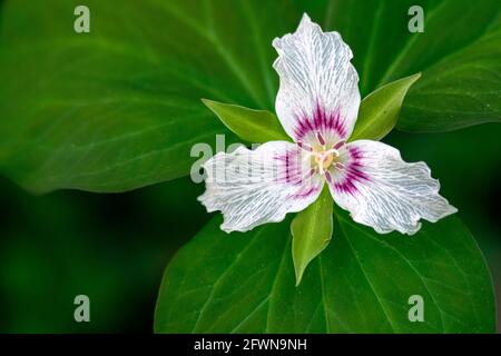 Painted Trillium (Trillium undulatum) - Dupont State Recreational Forest, Cedar Mountain, in der Nähe von Brevard, North Carolina, USA Stockfoto