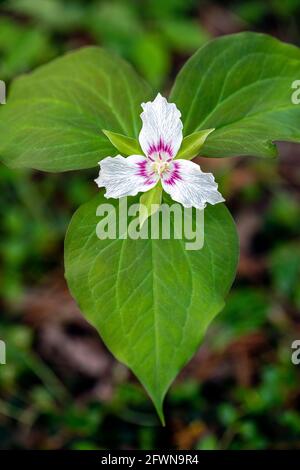 Painted Trillium (Trillium undulatum) - Dupont State Recreational Forest, Cedar Mountain, in der Nähe von Brevard, North Carolina, USA Stockfoto