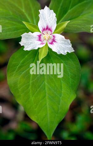 Painted Trillium (Trillium undulatum) - Dupont State Recreational Forest, Cedar Mountain, in der Nähe von Brevard, North Carolina, USA Stockfoto