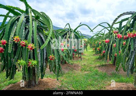 Drachenobstbaum mit reifer roter Frucht am Baum zur Ernte. Dies ist eine kühle Frucht mit vielen Mineralien, die für die menschliche Gesundheit von Vorteil sind Stockfoto